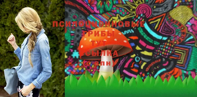 Псилоцибиновые грибы Psilocybe  Лихославль 